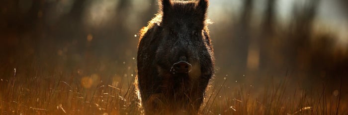 “Jagdleben” Platform with self-developed LXP extension for Pimcore